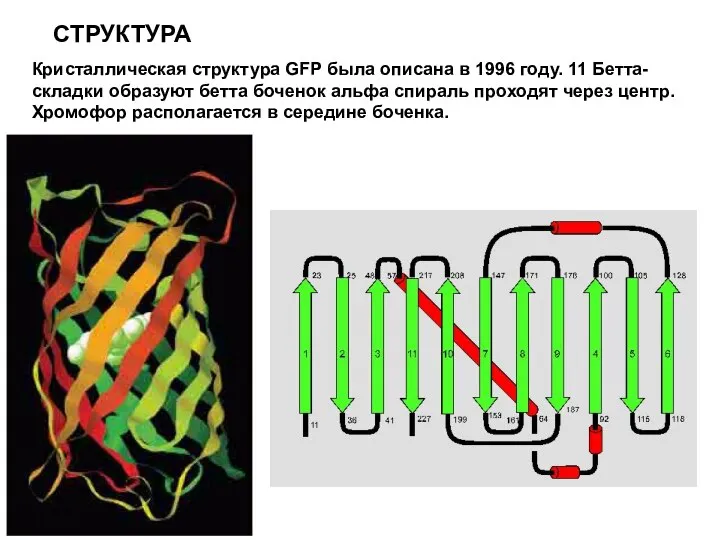 СТРУКТУРА Кристаллическая структура GFP была описана в 1996 году. 11 Бетта-складки образуют