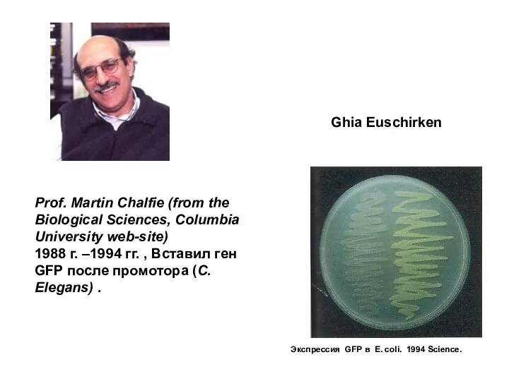 Prof. Martin Chalfie (from the Biological Sciences, Columbia University web-site) 1988 г.