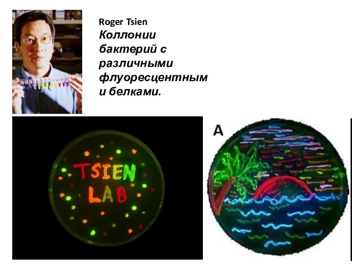 Roger Tsien Коллонии бактерий с различными флуоресцентными белками.