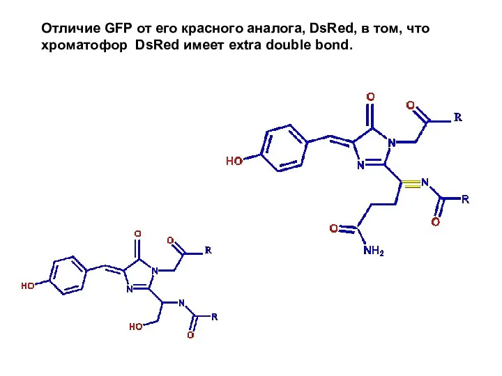 Отличие GFP от его красного аналога, DsRed, в том, что хроматофор DsRed имеет extra double bond.