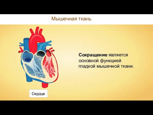 Мышечная ткань Сердце Сокращение является основной функцией гладкой мышечной ткани.