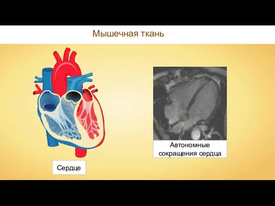 Мышечная ткань Сердце Автономные сокращения сердца
