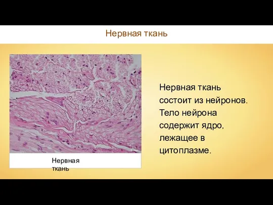Нервная ткань Reytan Нервная ткань Нервная ткань состоит из нейронов. Тело нейрона