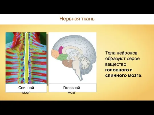 Нервная ткань Leandromartinez Спинной мозг Головной мозг Тела нейронов образуют серое вещество головного и спинного мозга.