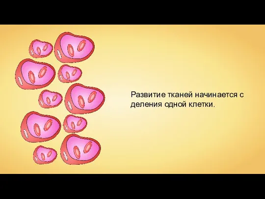 Развитие тканей начинается с деления одной клетки.