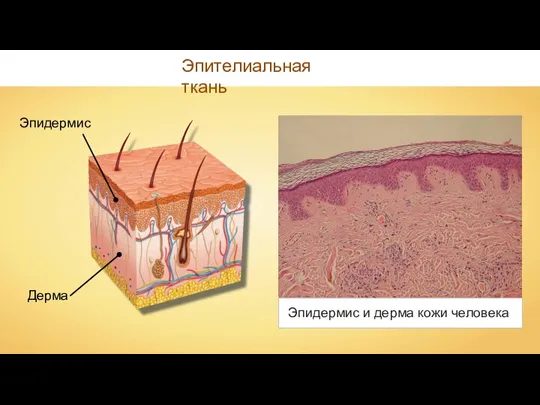 Эпителиальная ткань Эпидермис и дерма кожи человека Эпидермис Дерма