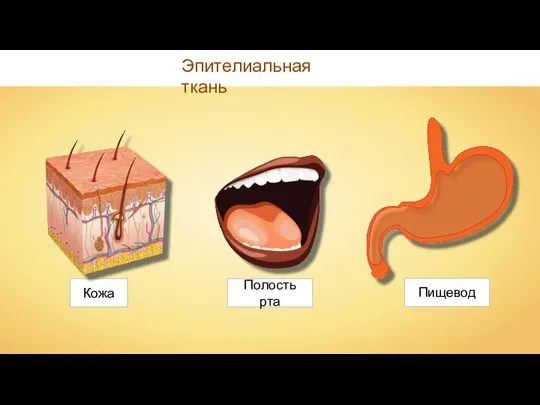Кожа Эпителиальная ткань Полость рта Пищевод