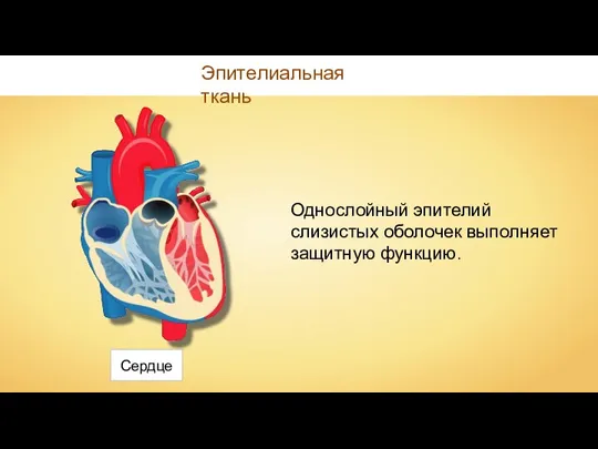 Эпителиальная ткань Однослойный эпителий слизистых оболочек выполняет защитную функцию. Сердце