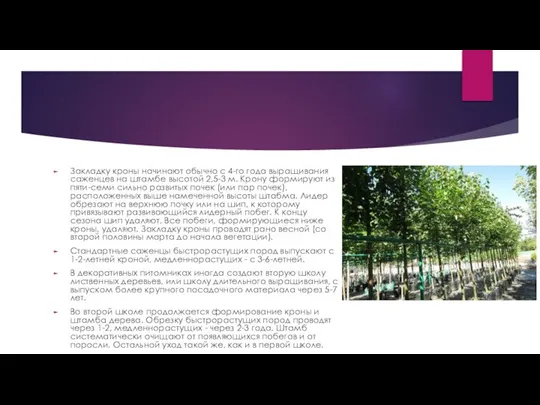 Закладку кроны начинают обычно с 4-го года выращивания саженцев на штамбе высотой