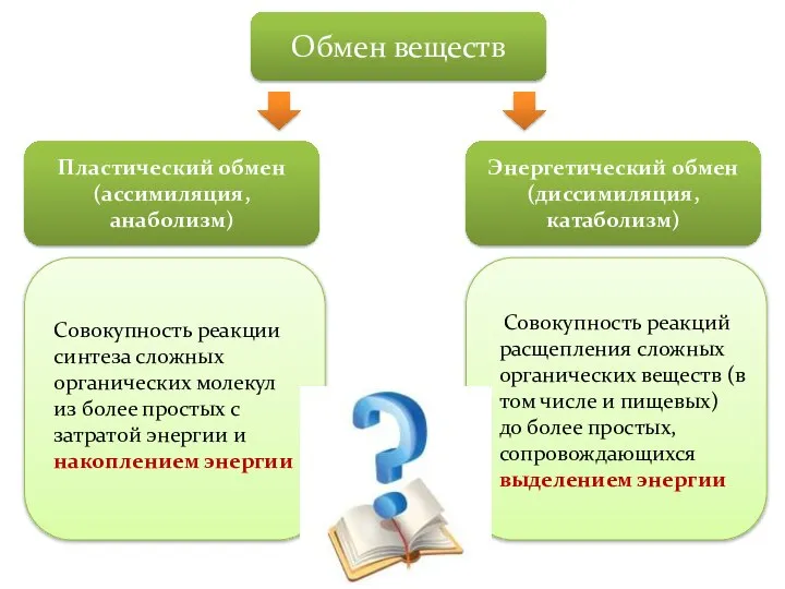 Обмен веществ Энергетический обмен (диссимиляция, катаболизм) Пластический обмен (ассимиляция, анаболизм) Совокупность реакций