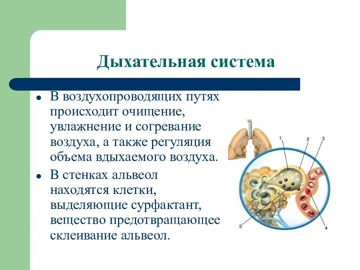 Дыхательная система В воздухопроводящих путях происходит очищение, увлажнение и согревание воздуха, а