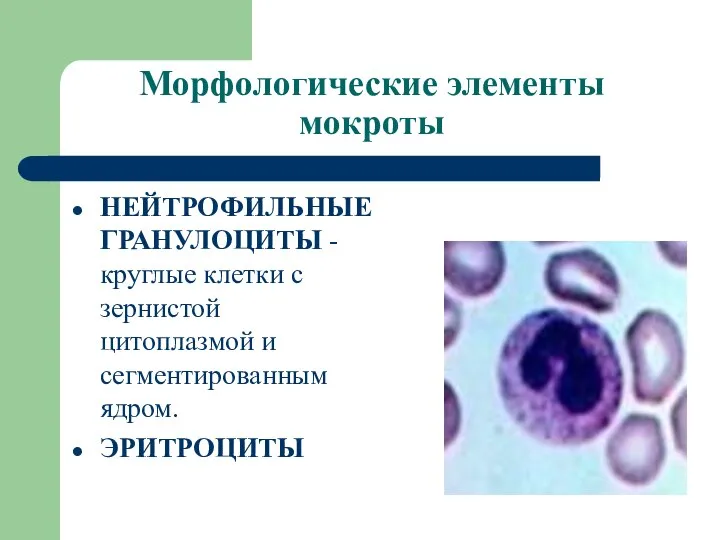 Морфологические элементы мокроты НЕЙТРОФИЛЬНЫЕ ГРАНУЛОЦИТЫ - круглые клетки с зернистой цитоплазмой и сегментированным ядром. ЭРИТРОЦИТЫ