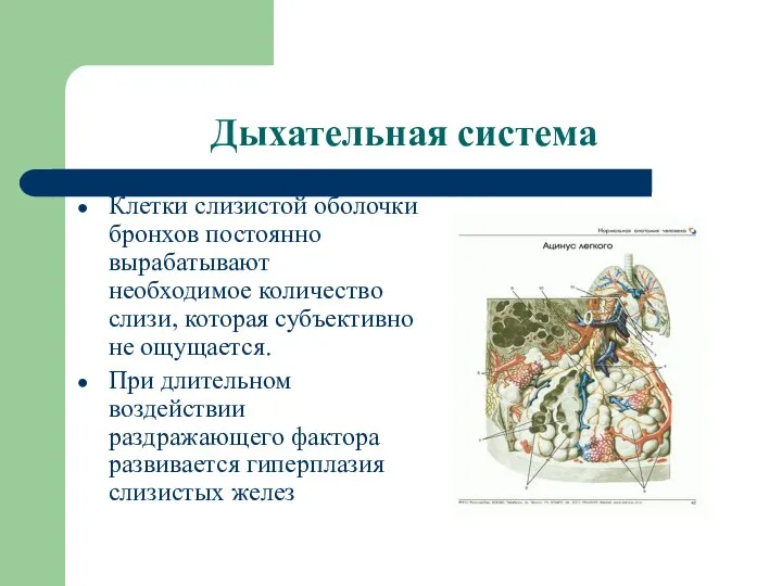 Дыхательная система Клетки слизистой оболочки бронхов постоянно вырабатывают необходимое количество слизи, которая