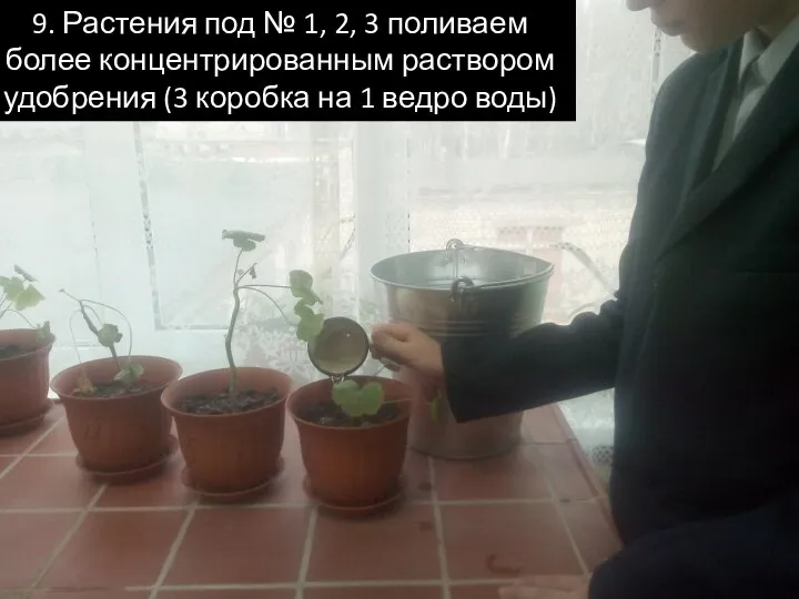 9. Растения под № 1, 2, 3 поливаем более концентрированным раствором удобрения