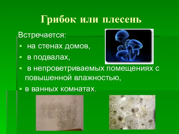 Грибок или плесень Встречается: на стенах домов, в подвалах, в непроветриваемых помещениях