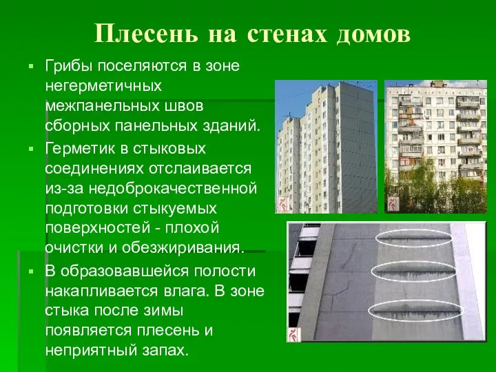 Плесень на стенах домов Грибы поселяются в зоне негерметичных межпанельных швов сборных