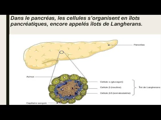 Dans le pancréas, les cellules s’organisent en îlots pancréatiques, encore appelés îlots de Langherans.