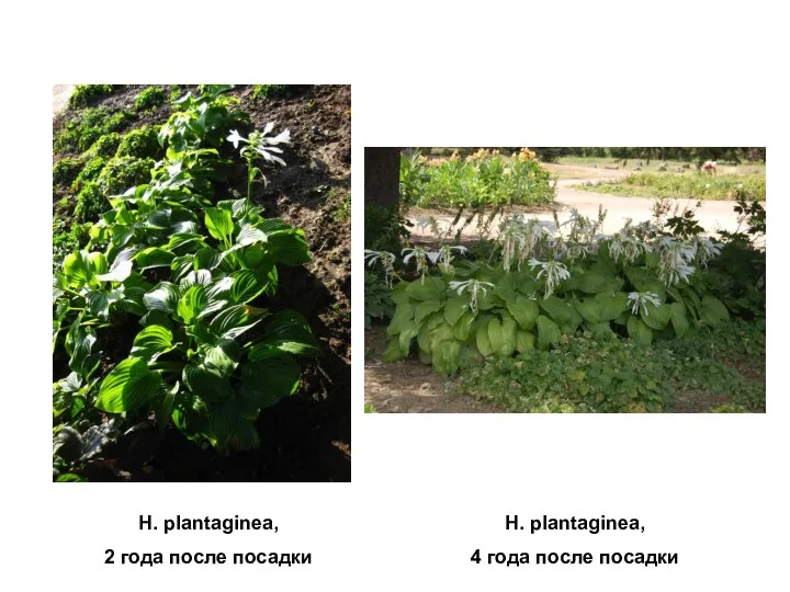 H. plantaginea, 2 года после посадки H. plantaginea, 4 года после посадки