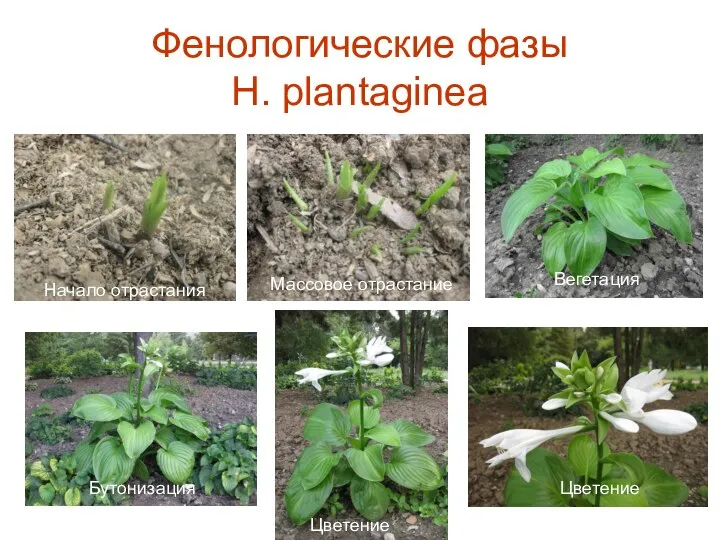 Фенологические фазы H. plantaginea Начало отрастания Массовое отрастание Вегетация Бутонизация Цветение Цветение