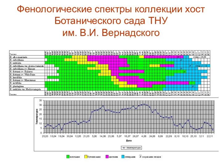 Фенологические спектры коллекции хост Ботанического сада ТНУ им. В.И. Вернадского