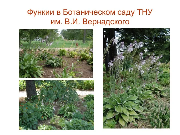 Функии в Ботаническом саду ТНУ им. В.И. Вернадского