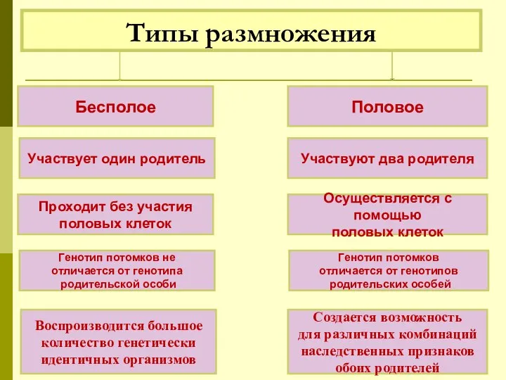 Типы размножения Половое Бесполое Участвует один родитель Участвуют два родителя Проходит без