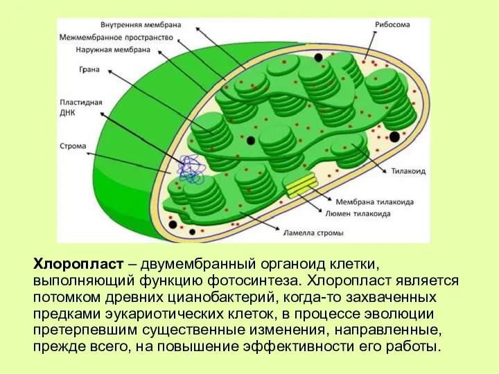 Хлоропласт – двумембранный органоид клетки, выполняющий функцию фотосинтеза. Хлоропласт является потомком древних