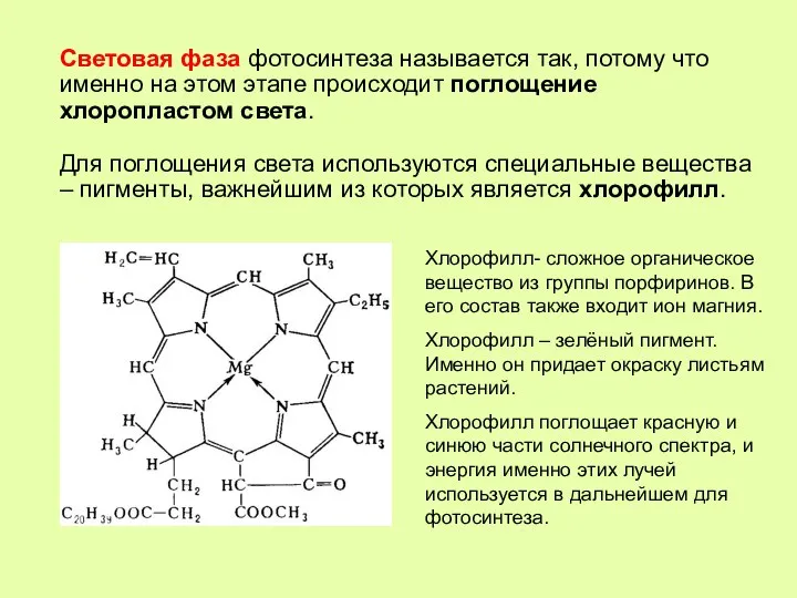 Световая фаза фотосинтеза называется так, потому что именно на этом этапе происходит
