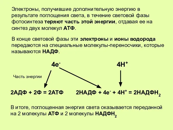 Электроны, получившие дополнительную энергию в результате поглощения света, в течение световой фазы