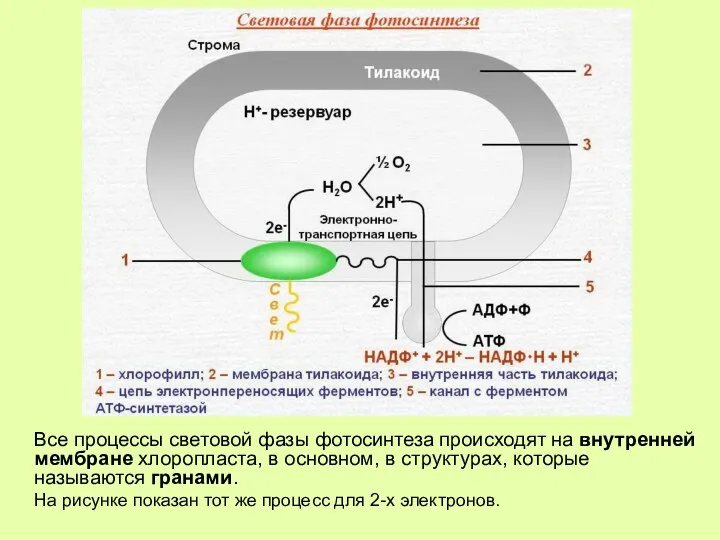 Все процессы световой фазы фотосинтеза происходят на внутренней мембране хлоропласта, в основном,