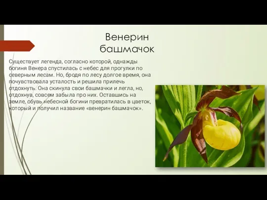 Венерин башмачок Существует легенда, согласно которой, однажды богиня Венера спустилась с небес