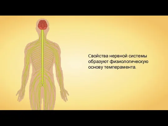Cвойства нервной системы образуют физиологическую основу темперамента.