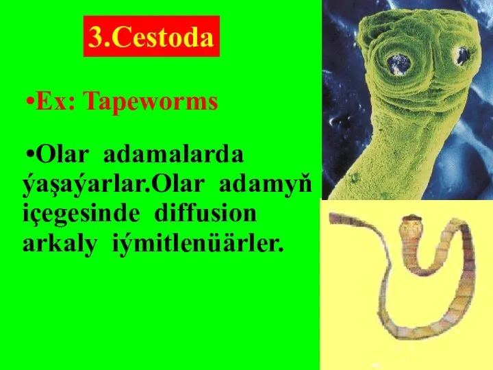 Ex: Tapeworms Olar adamalarda ýaşaýarlar.Olar adamyň içegesinde diffusion arkaly iýmitlenüärler. 3.Cestoda