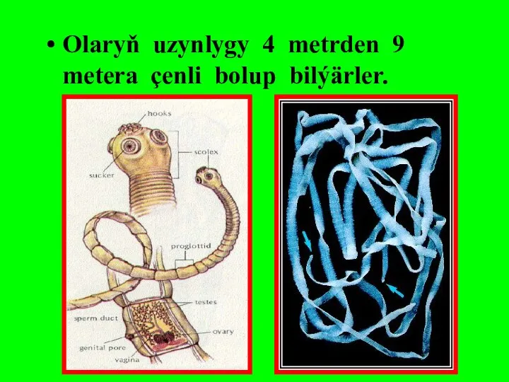 Olaryň uzynlygy 4 metrden 9 metera çenli bolup bilýärler.