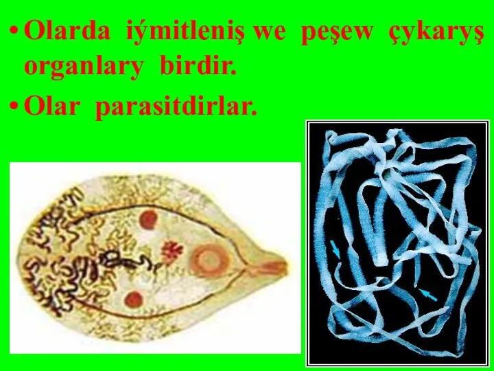 Olarda iýmitleniş we peşew çykaryş organlary birdir. Olar parasitdirlar.