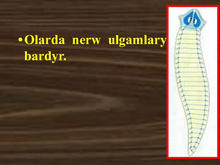 Olarda nerw ulgamlary bardyr.