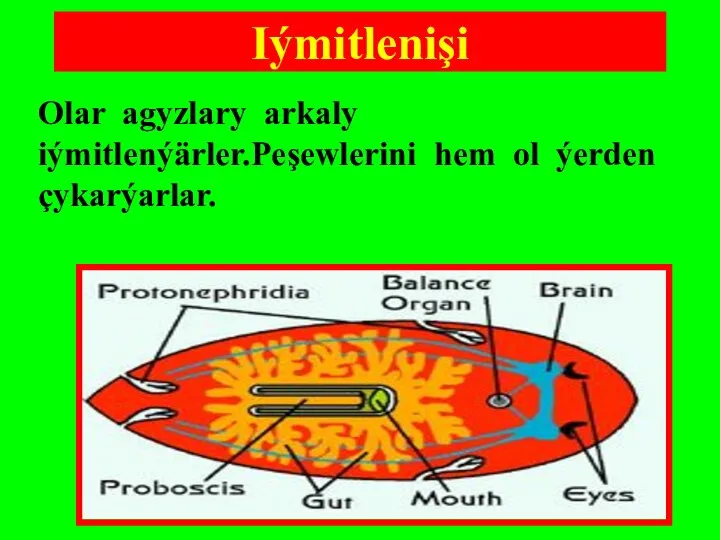 Iýmitlenişi Olar agyzlary arkaly iýmitlenýärler.Peşewlerini hem ol ýerden çykarýarlar.