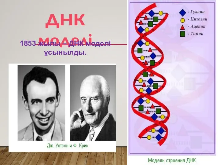 ДНК моделі 1853 жылы – ДНК моделі ұсынылды.