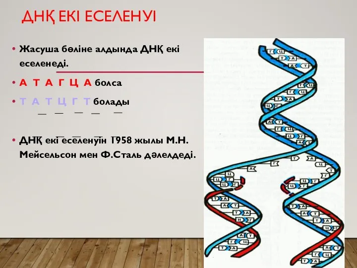 ДНҚ ЕКІ ЕСЕЛЕНУІ Жасуша бөліне алдында ДНҚ екі еселенеді. А Т А