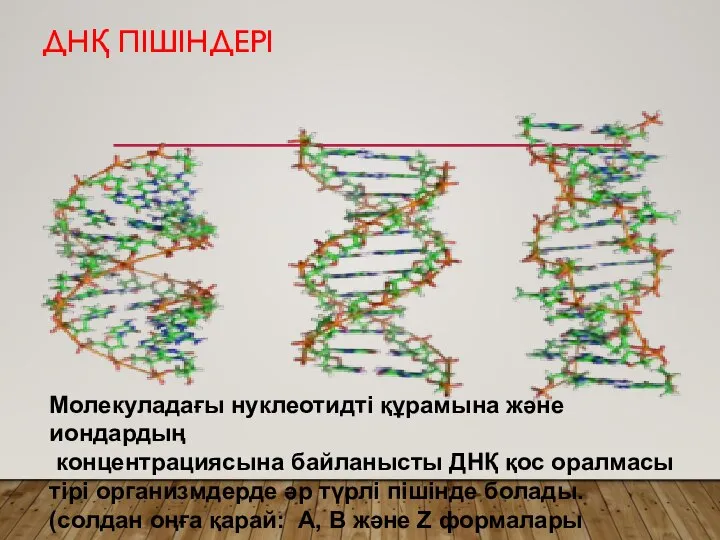 ДНҚ ПІШІНДЕРІ Молекуладағы нуклеотидті құрамына және иондардың концентрациясына байланысты ДНҚ қос оралмасы