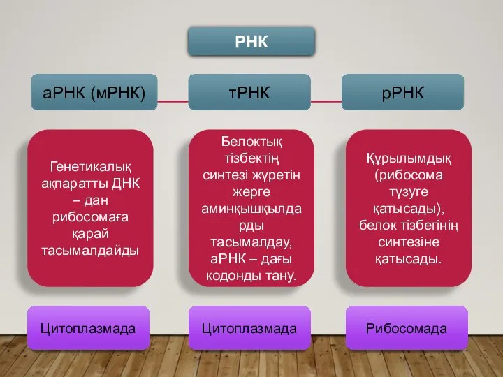 РНК аРНК (мРНК) тРНК рРНК Генетикалық ақпаратты ДНК – дан рибосомаға қарай