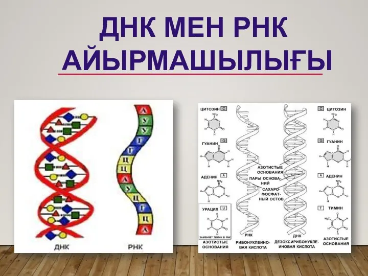 ДНК МЕН РНК АЙЫРМАШЫЛЫҒЫ