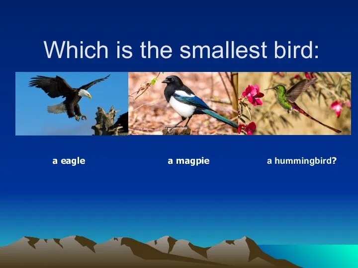 Which is the smallest bird: a eagle a magpie a hummingbird?