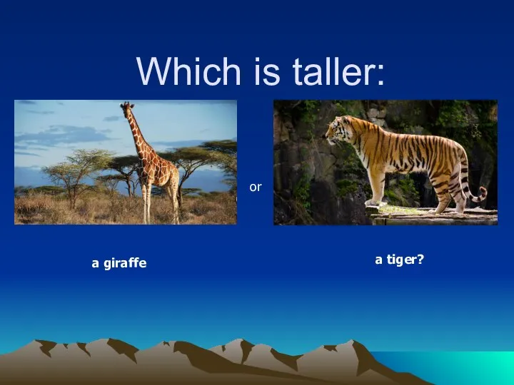 Which is taller: a giraffe or a tiger?