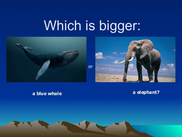 Which is bigger: a blue whale or a elephant?