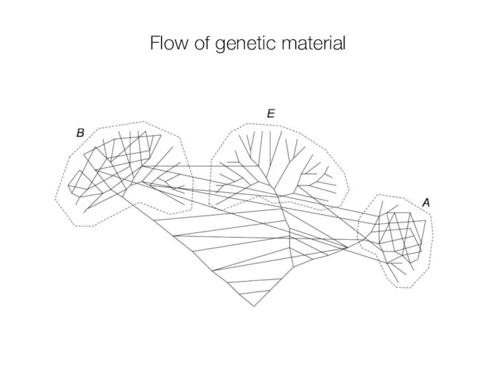 Flow of genetic material