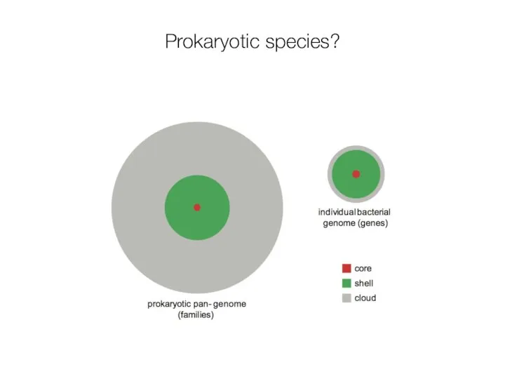 Prokaryotic species?