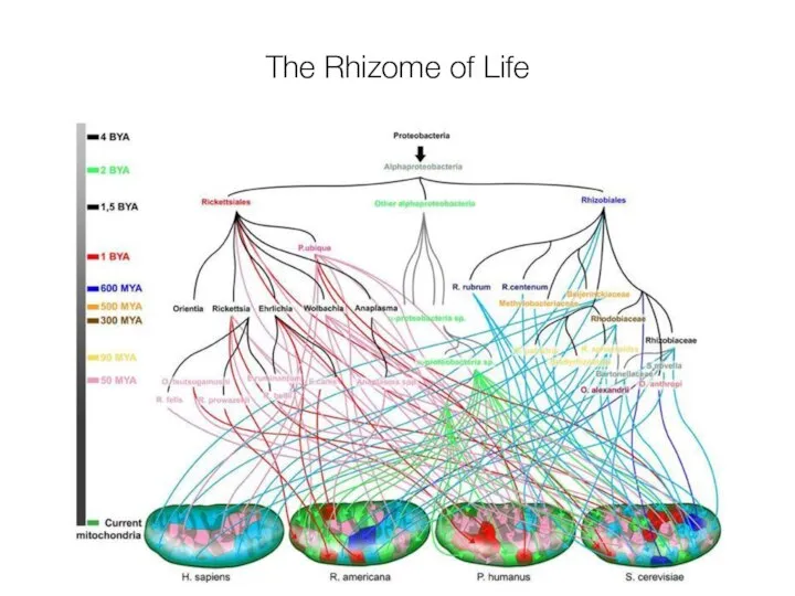 The Rhizome of Life