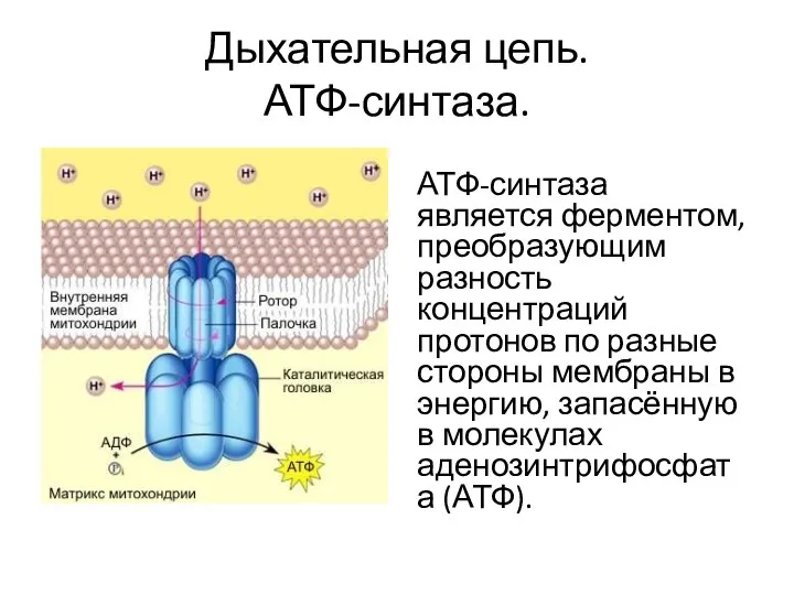 Дыхательная цепь. АТФ-синтаза. АТФ-синтаза является ферментом, преобразующим разность концентраций протонов по разные