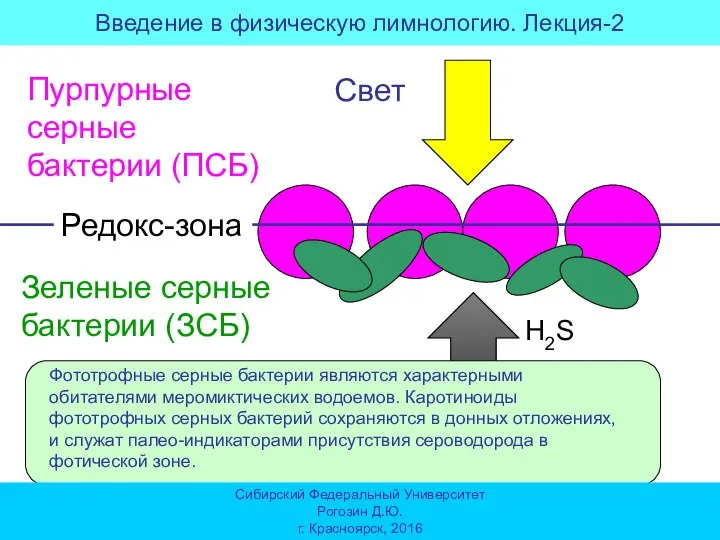 H2S Свет Пурпурные серные бактерии (ПСБ) Зеленые серные бактерии (ЗСБ) Редокс-зона Фототрофные